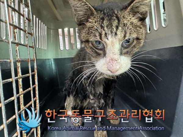 한국동물구조관리협회_411311202400613